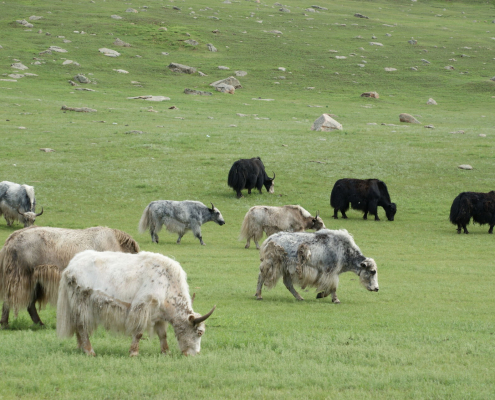 Yak hair top